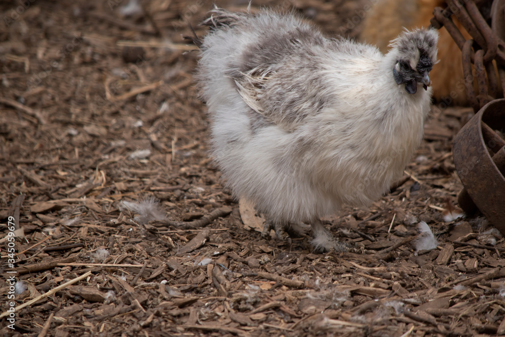 this is a side view of a silkie chicken this is a side view of a silkie chicken