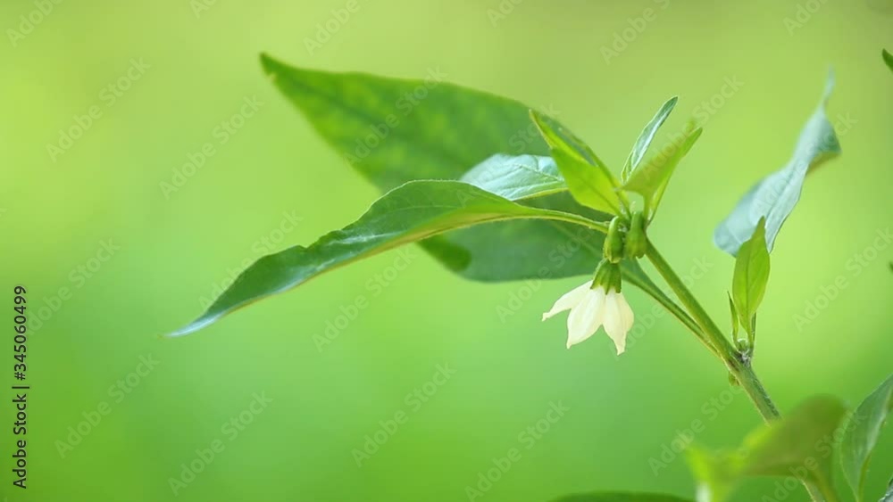 Leaves of tree with sunlight , Chiangmai Thailand Leaves of tree with sunlight , Chiangmai Thailand