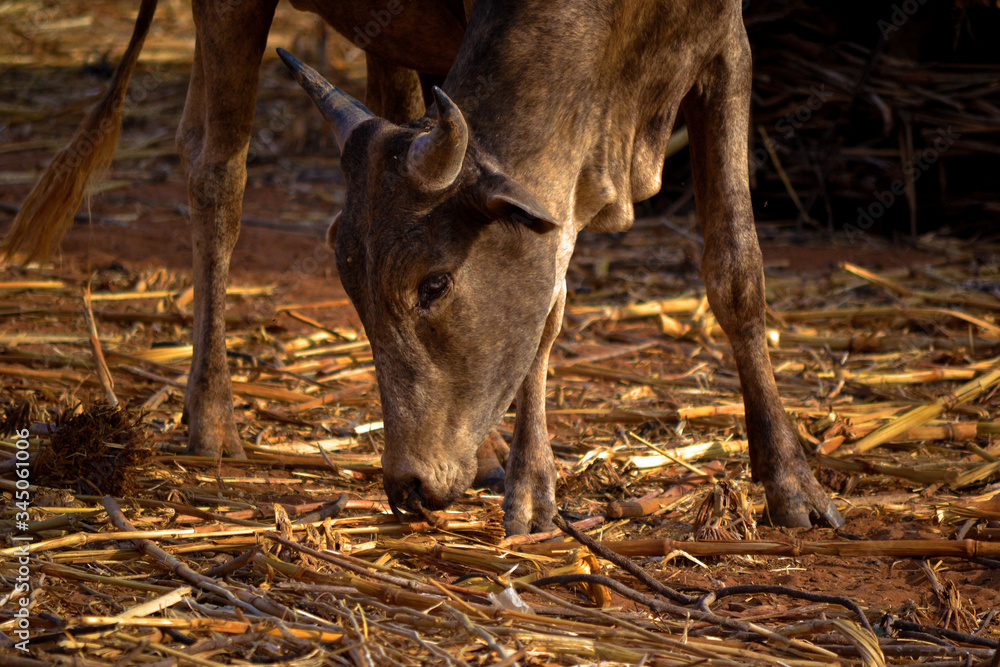 Vache Vache