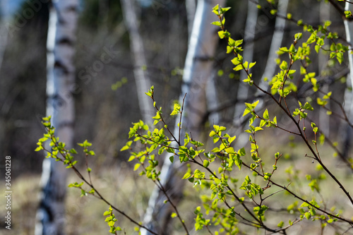 Young spring birch leaves, selective focus. Place for text. Spring background with birch leaves. 