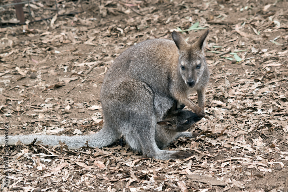 the red necked wallaby has a joey in her pouch the red necked wallaby has a joey in her pouch