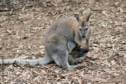 the red necked wallaby has a joey in her pouch © susan flashman