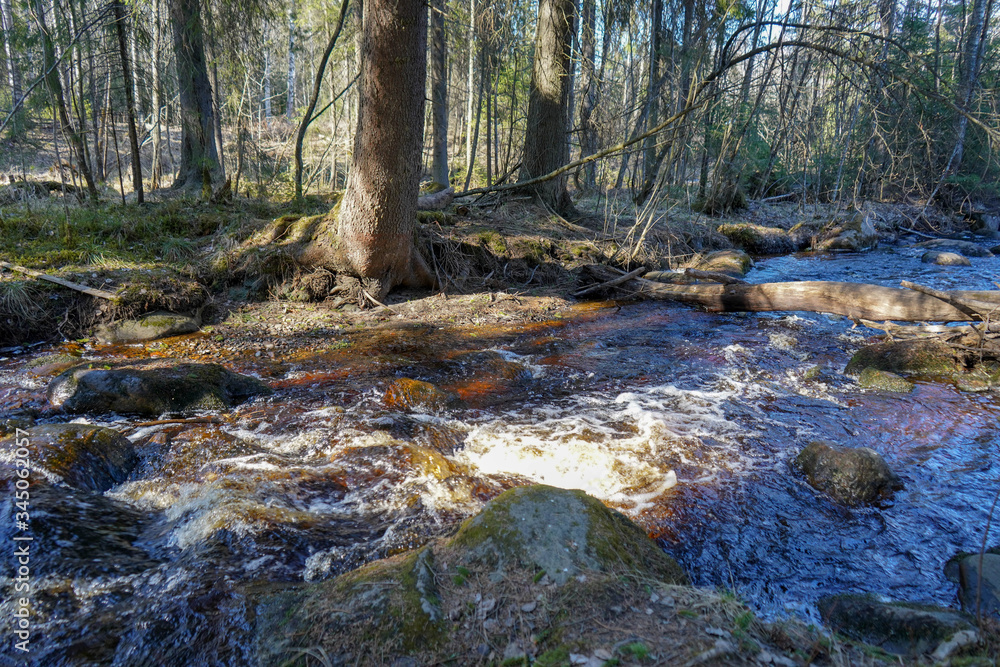small river in the coniferous forest of Karelia
small river in the coniferous forest of Karelia