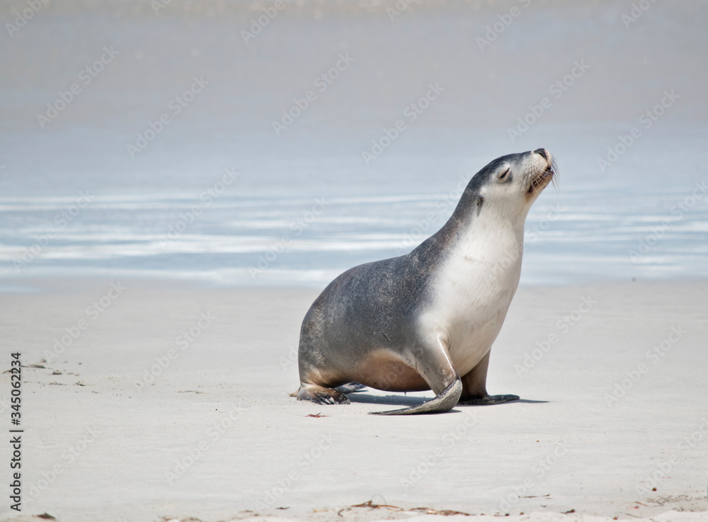 Naklejka premium this is a female sea lion at Seal Bay