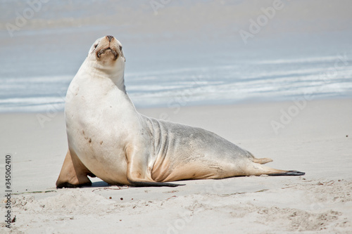 this is a female sea lion at Seal Bay