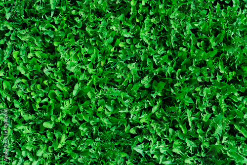 background of green ivy