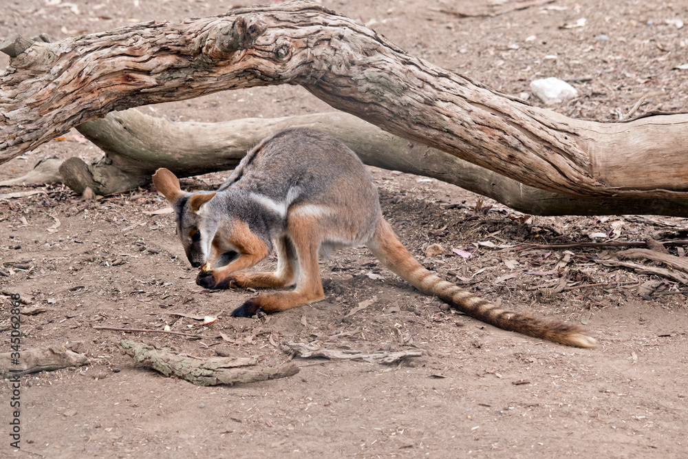 Fototapeta premium this is a side view of a yellow footed rock wallaby