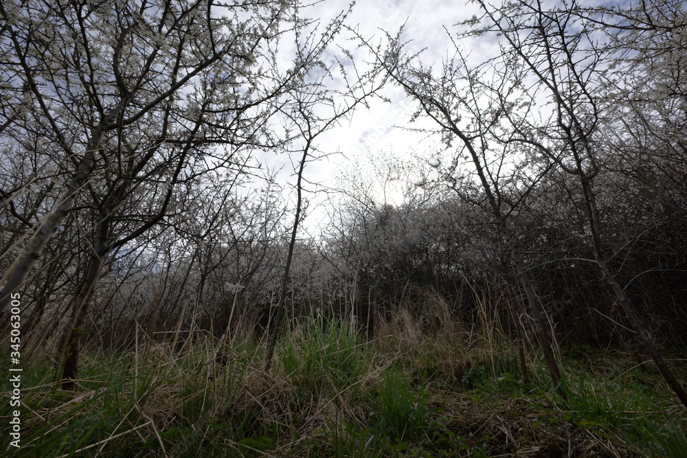 Wczesną wiosną masowo zakwitaja Śliwa tarnina, (Prunus spinosa L.) tworząc piękny akcent dzikiego krajobrazu Wczesną wiosną masowo zakwitaja Śliwa tarnina, (Prunus spinosa L.) tworząc piękny akcent dzikiego krajobrazu