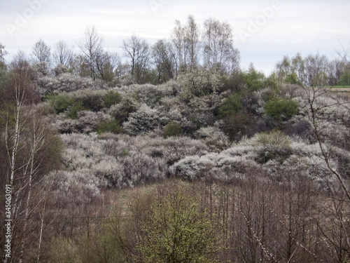 Wczesną wiosną masowo zakwitaja  Śliwa tarnina,  (Prunus spinosa L.)  tworząc piękny akcent dzikiego krajobrazu