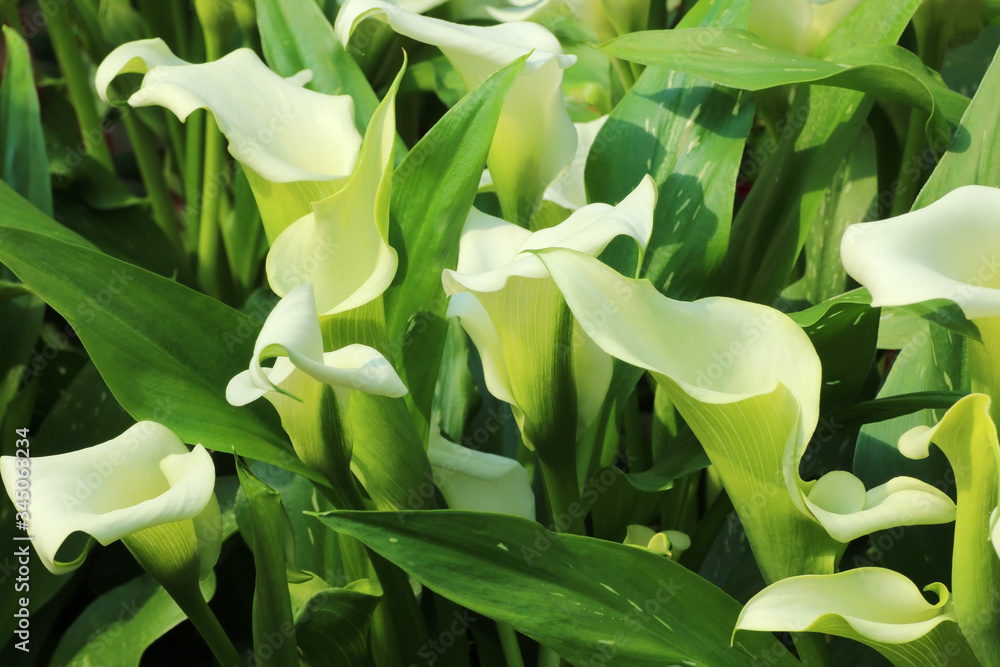 Beautiful calla lily flower on natural background Beautiful calla lily flower on natural background