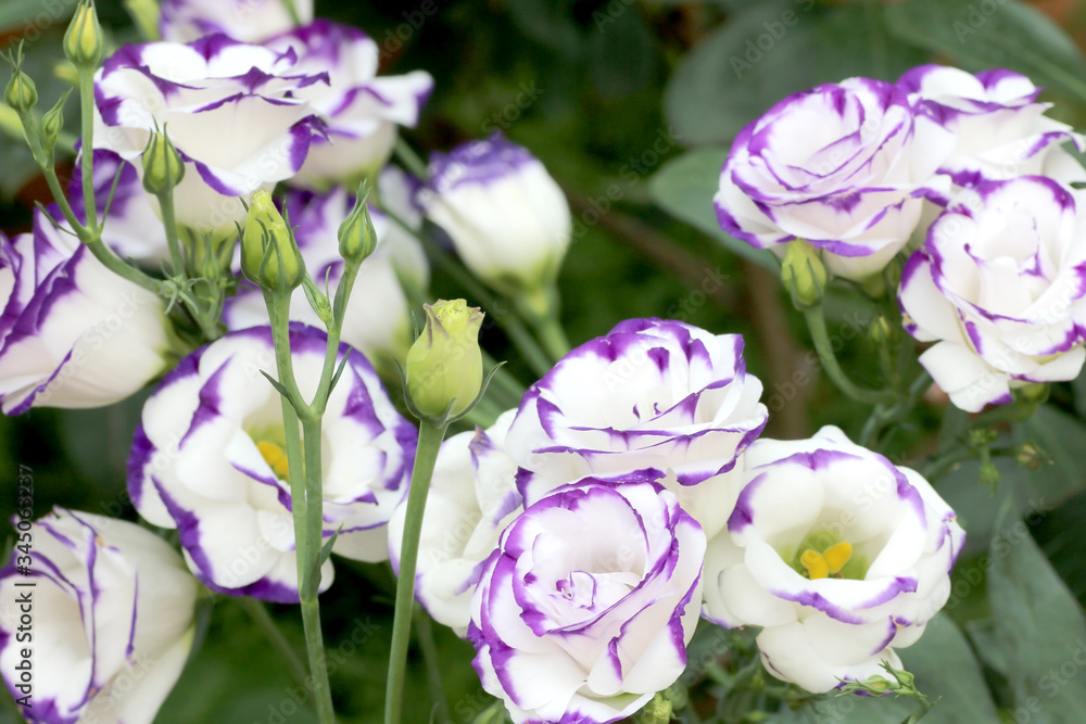 purple and white flower in the garden background purple and white flower in the garden background