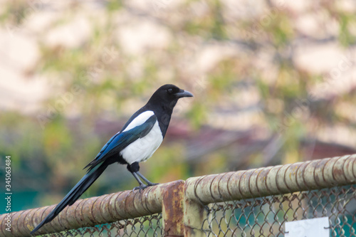 The Eurasian Magpie or Common Magpie or Pica pica  with colorful background