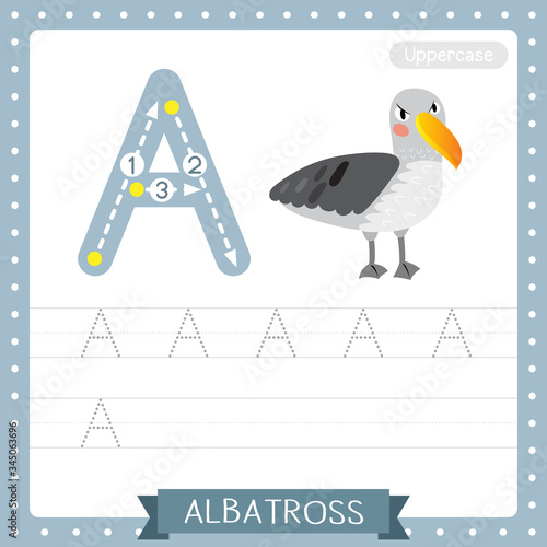 Letter A uppercase tracing practice worksheet. Albatross © natchapohn
