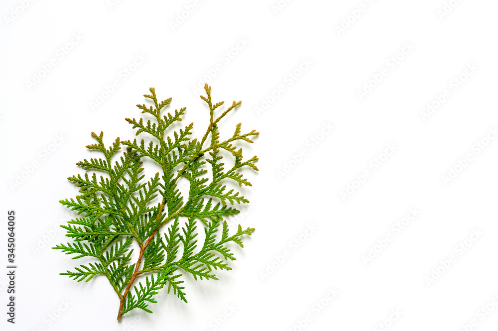 thuja branch isolated on a white background. Christmas card concept. space for text