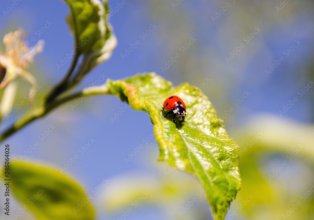 Fototapeta premium red ladybug on green leaf