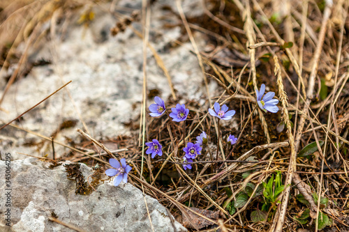Hepatica, liverleaf or liverwort flowers in Alps. Obertraun, Austria.