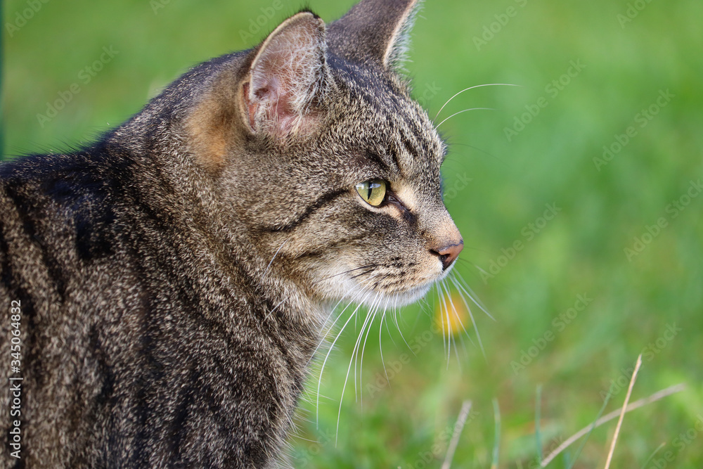 portrait of a cat portrait of a cat