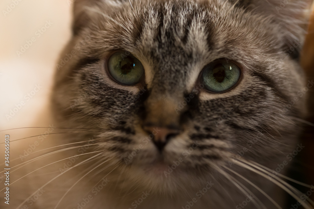 Cat face with serious eyes. Closeup. Selective focus