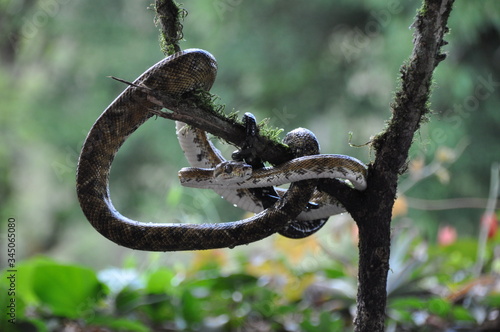 Serpent Cat-eyed snake photo