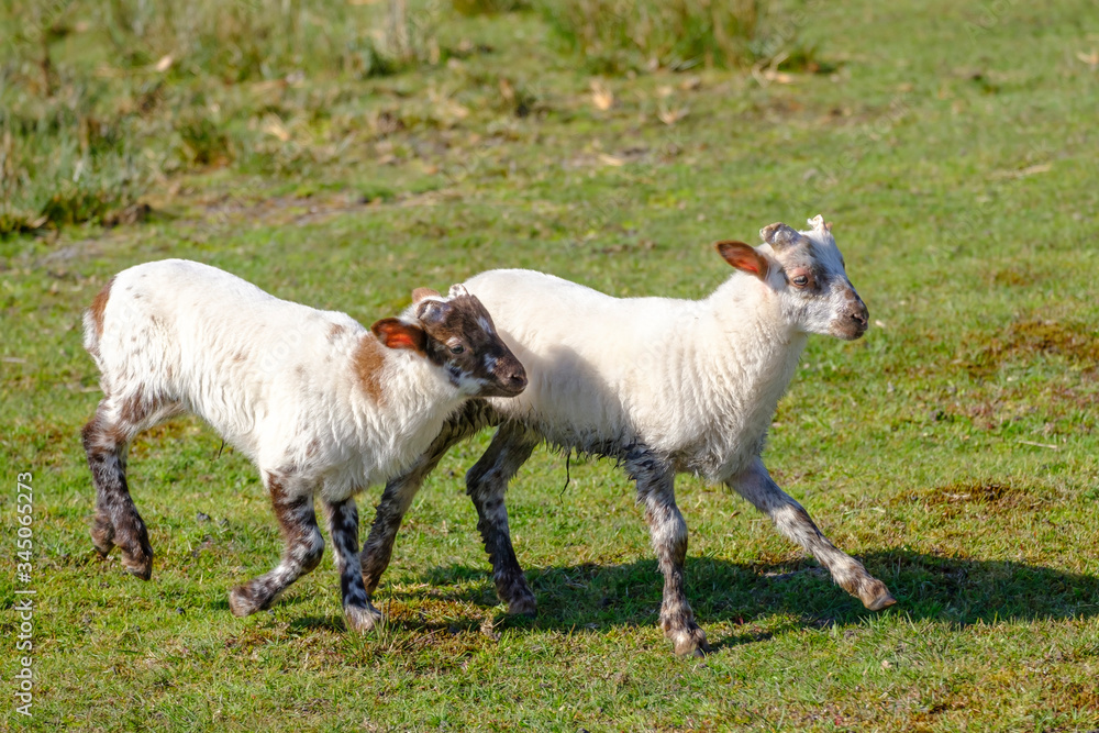 Fototapeta premium Dutch Heath sheep. two white lambs are happily jumping on a sunny morning in the grass, small horns. Friesland, the Neherlands