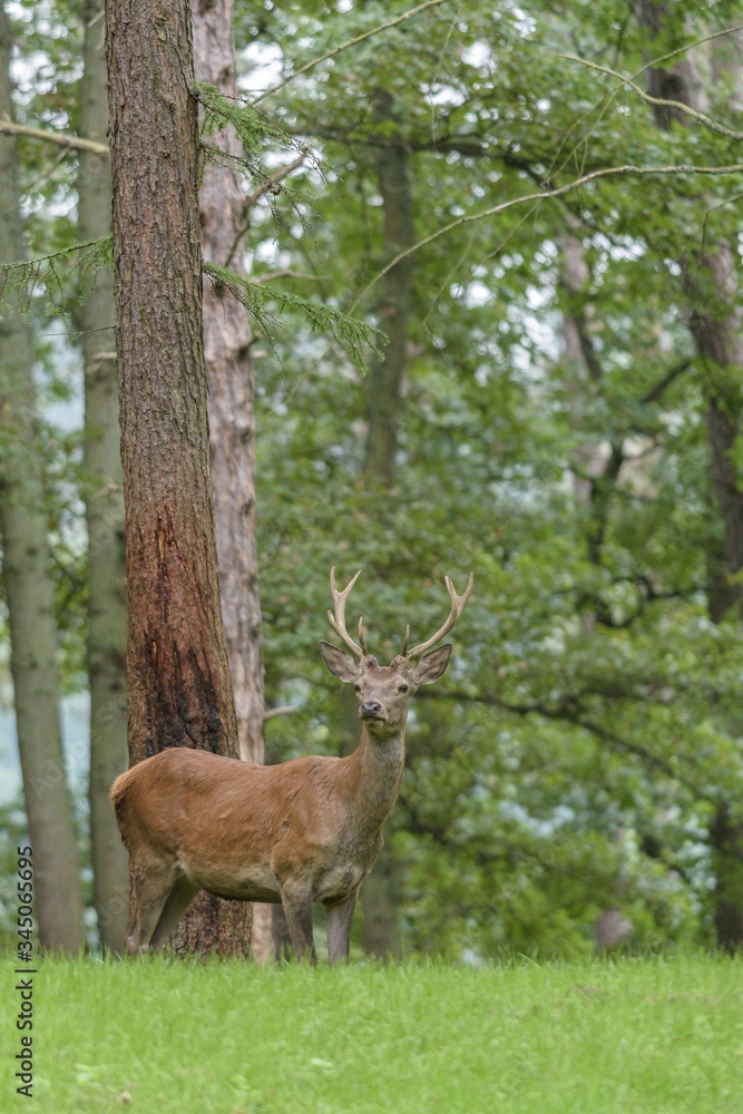 Obraz premium Red deer in the forest with pines and oaks in a wildlife park at the end of summer