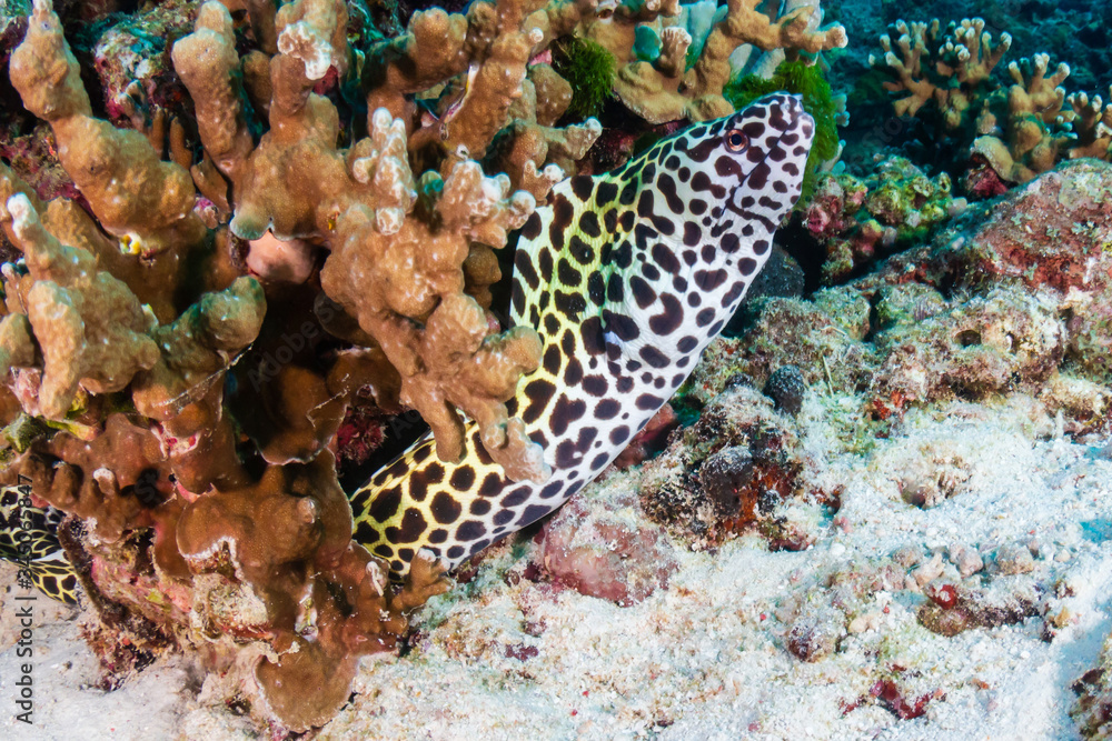 Beautiful Honeycomb Moray Eel hidden amongst hard corals on a tropical reef