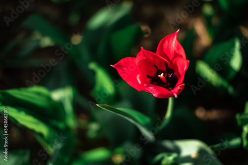 one red Tulip blooms in a flower bed, a red flower with a black center