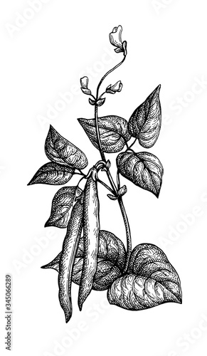 Ink sketch of common bean
