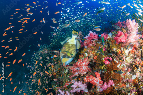 Large Titan Triggerfish on a colorful tropical coral reef in Thailand photo