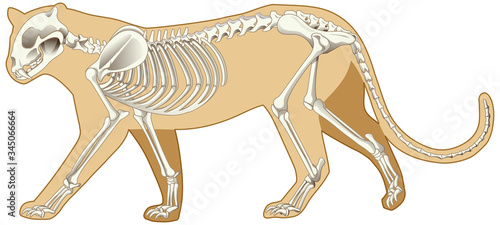 Outline of leopard and the skeleton on white background