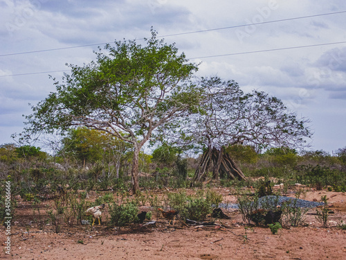 Imagem de uma região rural no sertão do cariri. Conta com a caatinga como bioma, exclusivamente brasileiro, de vegetação. Clima tropical semiárido do interior do Nordeste do Brasil photo
