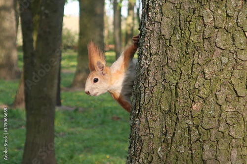 
squirrel peeks out from behind a green tree and looks at the camera