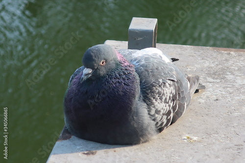 
sad pigeon sitting on white concrete against the background of the river