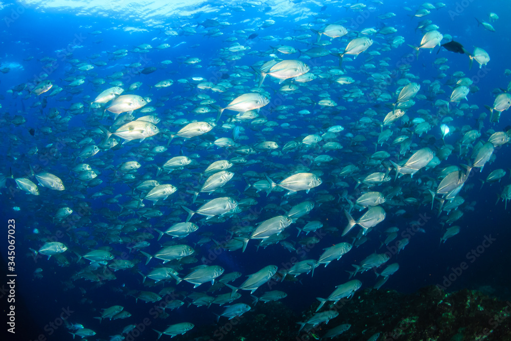 Fototapeta premium A large school of Jacks in a blue, tropical ocean (Richelieu Rock)