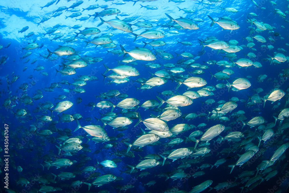 A large school of Jacks in a blue, tropical ocean (Richelieu Rock) A large school of Jacks in a blue, tropical ocean (Richelieu Rock)
