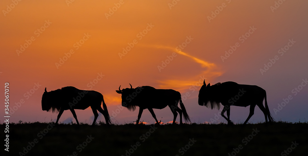 Wildebeast wandering on the Massai Mara, heading for the Great Migration