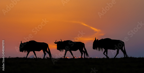 Wildebeast wandering on the Massai Mara  heading for the Great Migration