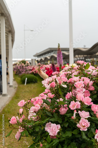 山口宇部空港で咲いたピンク色のバラ