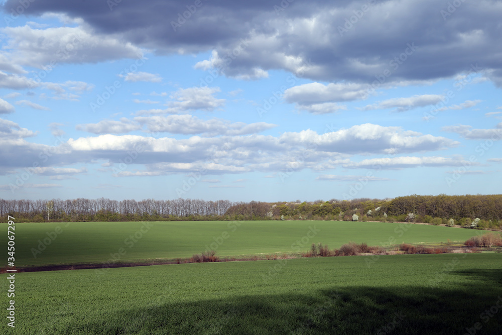 Landscape of green field, trees and sky