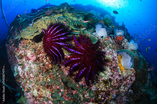 Predatory Crown of Thorns Starfish feeding on and damaging a tropical coral reef