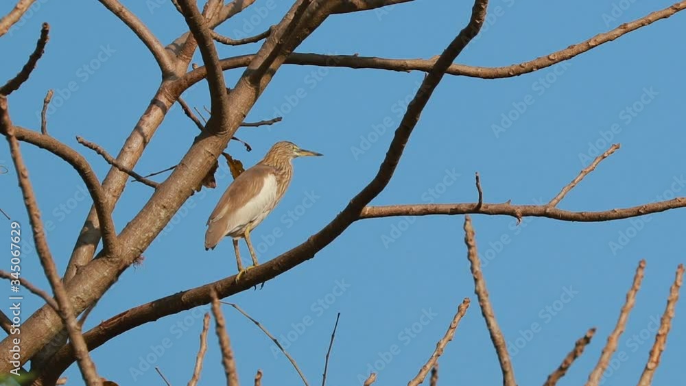 Goa, India. Two Indian Pond Herons Birds Sitting On Branches Of Tree In Sunny Day Goa, India. Two Indian Pond Herons Birds Sitting On Branches Of Tree In Sunny Day