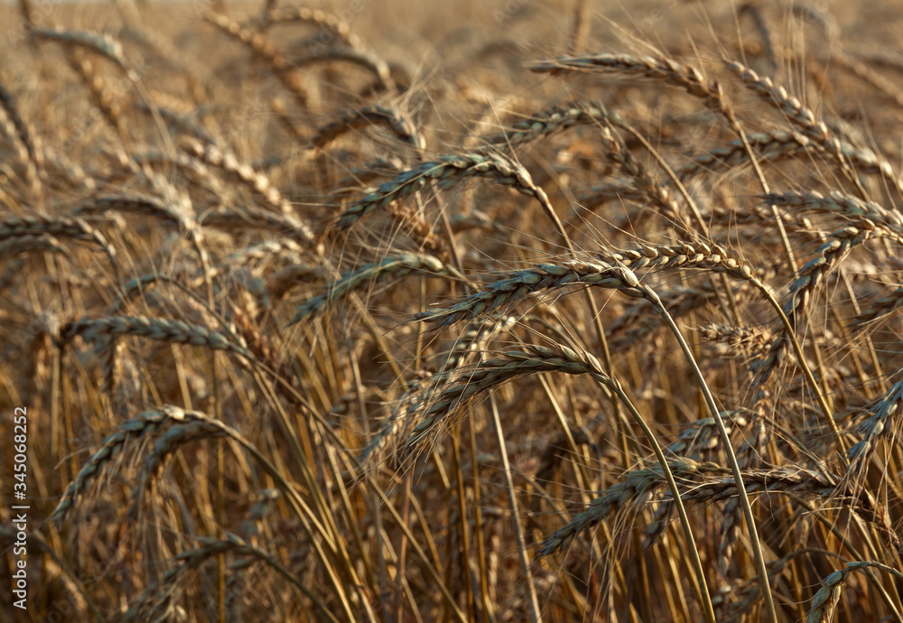 Fototapeta premium Golden wheat field ready for harvest