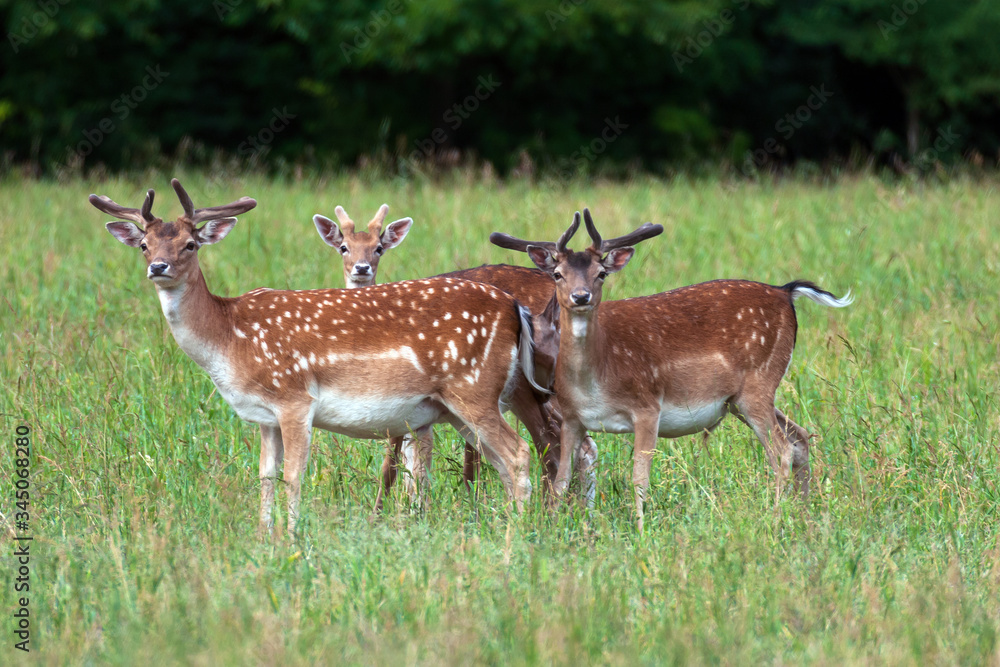 Young deer shovels rest on the lawn. Young deer shovels rest on the lawn.