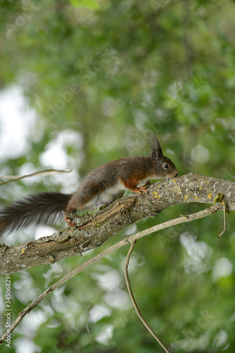 niedliches Eichhörnchen © R+R