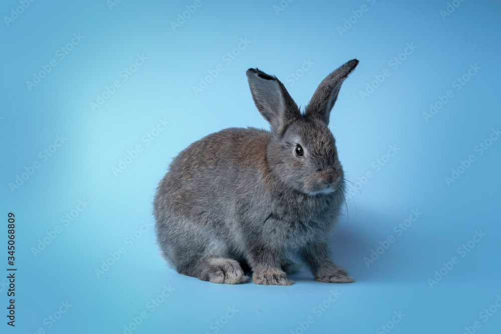 Happy adorable fluffy gray bunny rabbit with long ears on blue background, cute pet with celebration Easter holiday and spring coming concept,