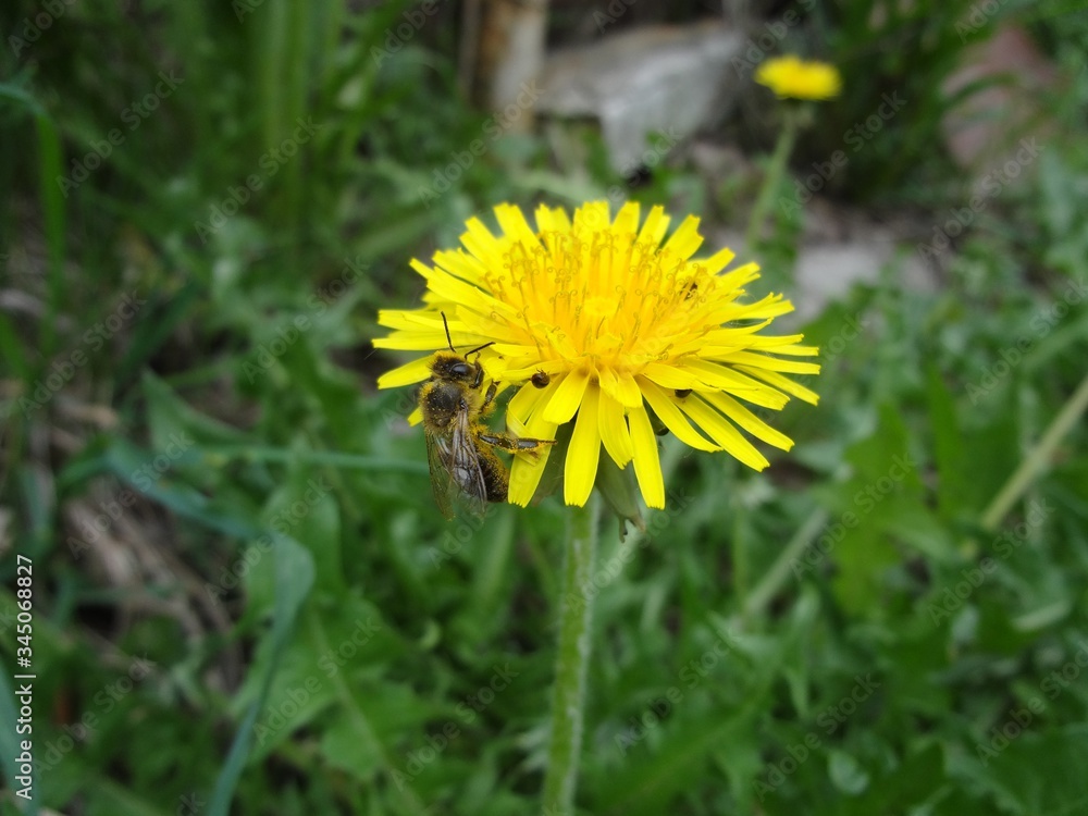 A bee crawls on a yellow flower and collects pollen. Close-up. In the background is green grass and dandelions. A bee crawls on a yellow flower and collects pollen. Close-up. In the background is green grass and dandelions.