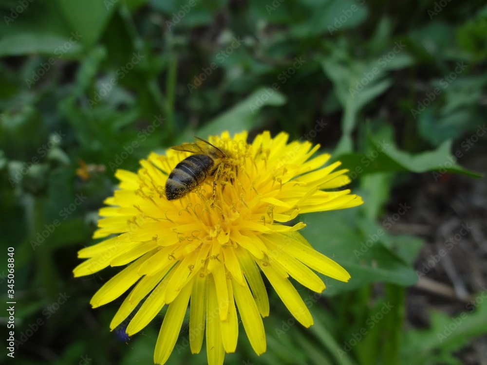 A bee sits on a yellow dandelion flower and collects pollen. Close-up. In the background is green grass. A bee sits on a yellow dandelion flower and collects pollen. Close-up. In the background is green grass.