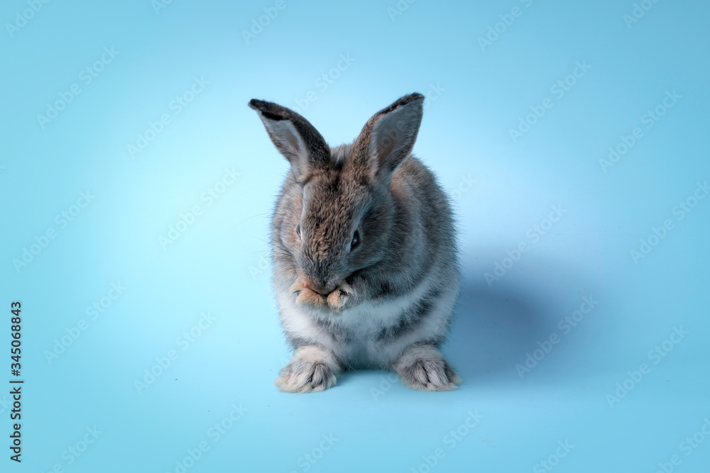Happy adorable fluffy gray bunny rabbit with long ears standing up on hind legs on blue background, cute pet with celebration Easter holiday and spring coming concept