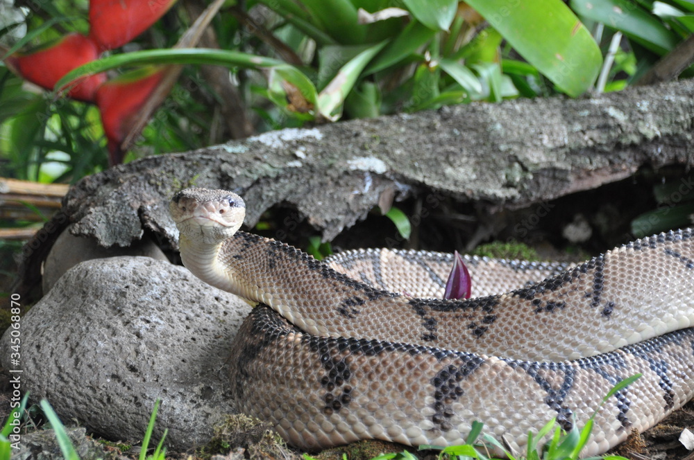 Obraz premium Maître de la brousse - Costa Rica