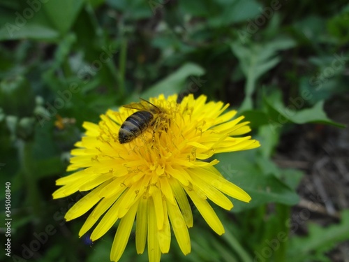 A bee sits on a yellow dandelion flower and collects pollen. Close-up. In the background is green grass.